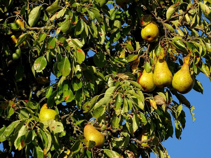 Груша. (pear tree) williams