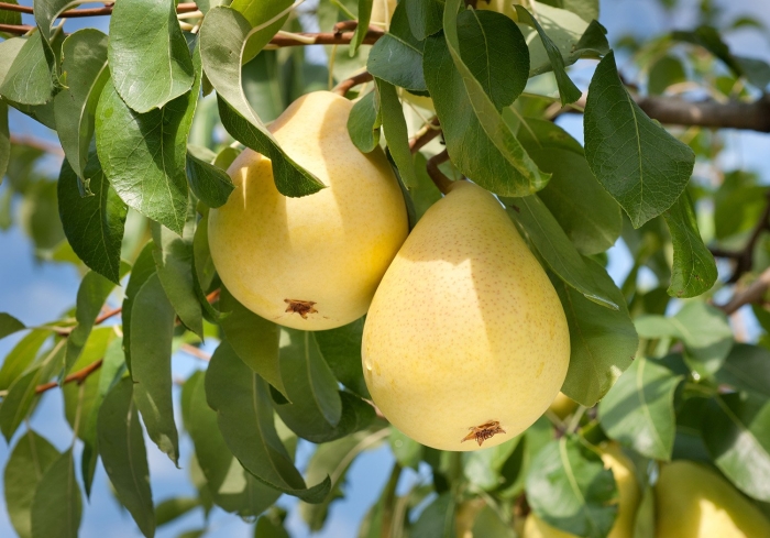 Груша сорт