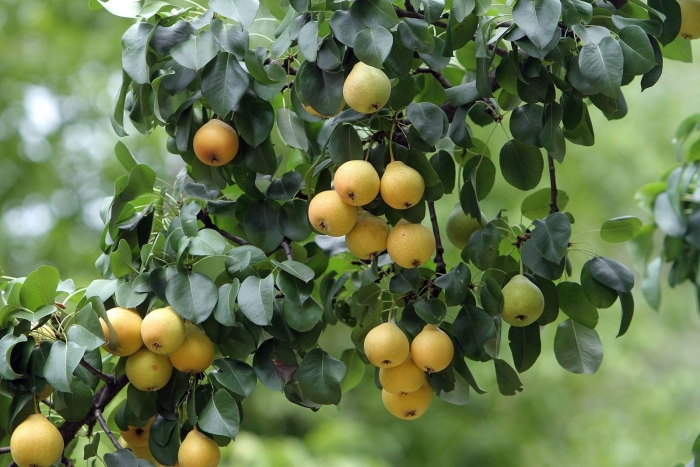 Груша обыкновенная велеса