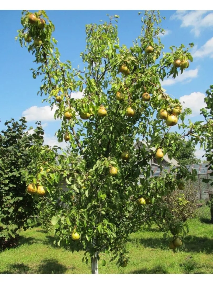 Груша лесная красавица дерево
