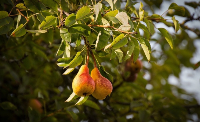 Груша куйбышевская золотистая