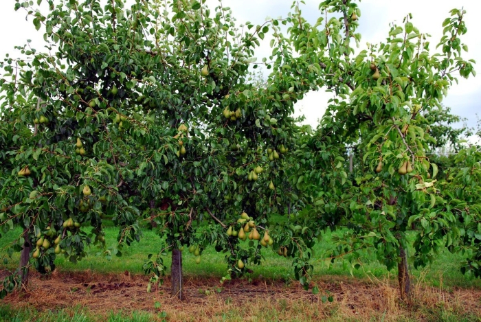 Духмяная груша дерево