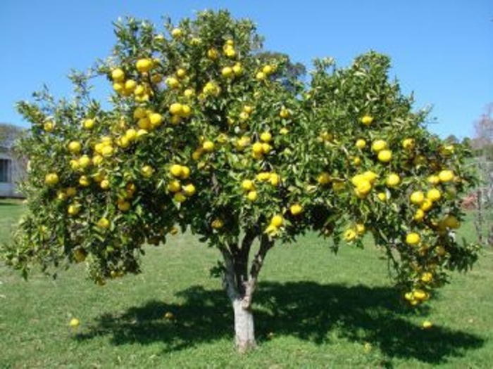 Лимон дарахти