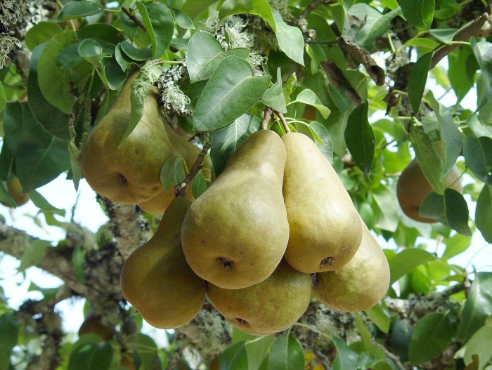 Груша прибалтийская маслянистая