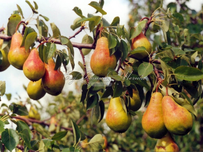 Талгарская красавица груша