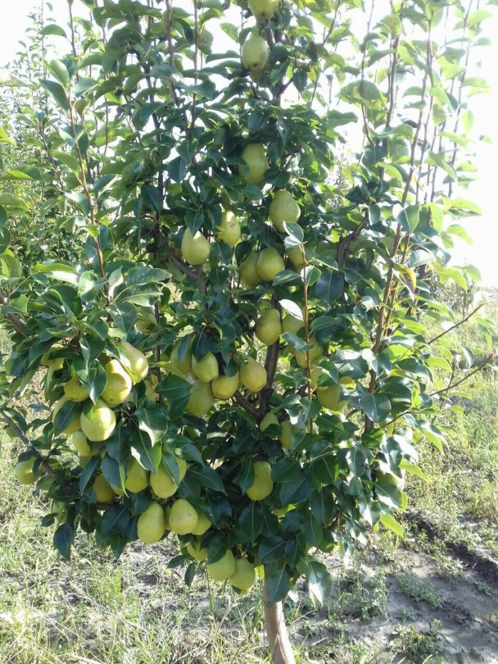 Груша киффер