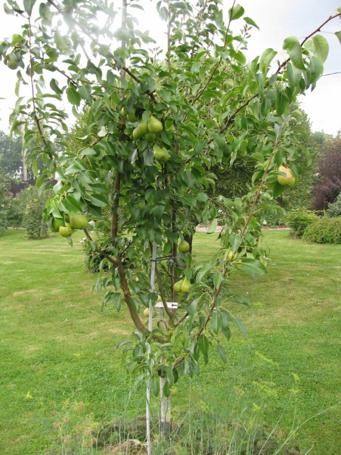 Груша завея