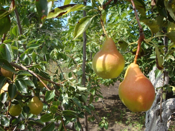 Груша дичка саженцы