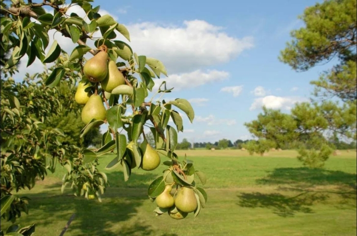 Груша садовая