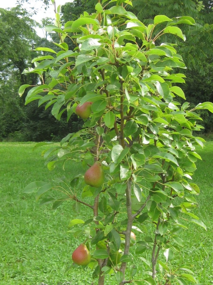 Яблоня штамбовая кальвиль снежный