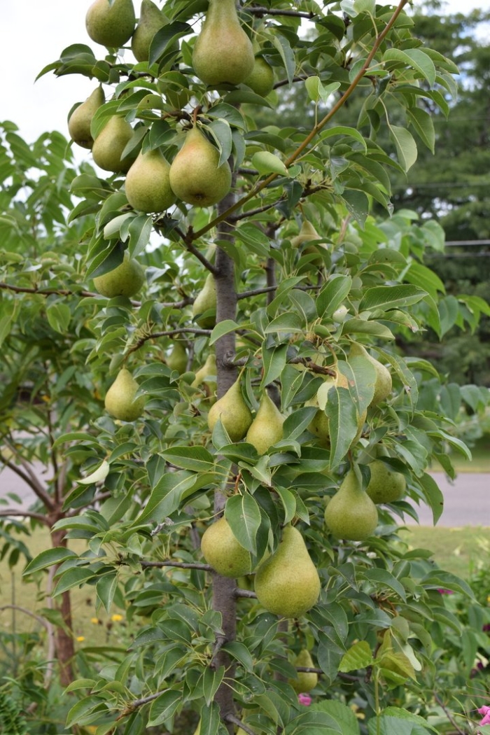 Груша дюшес колоновидная