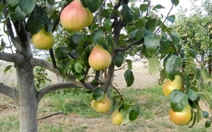 Груша аллегро