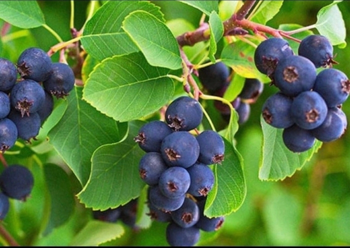 Ирга саженцы