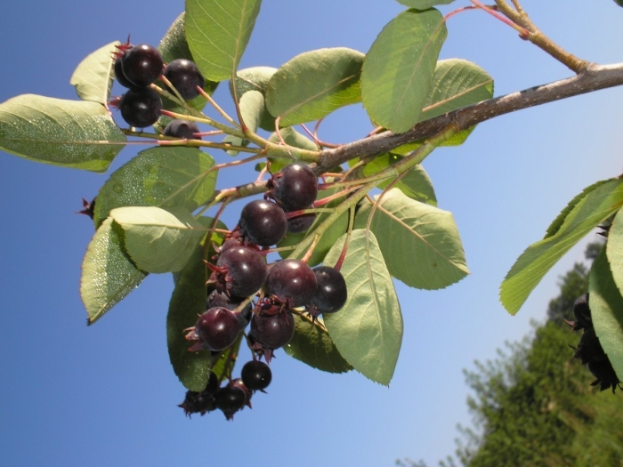 Ирга круглолистная