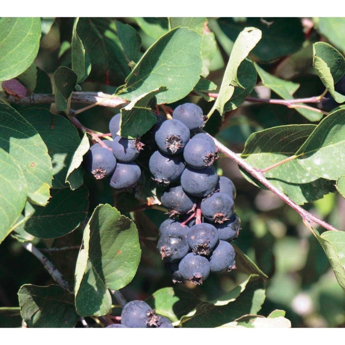 Ирга обыкновенная