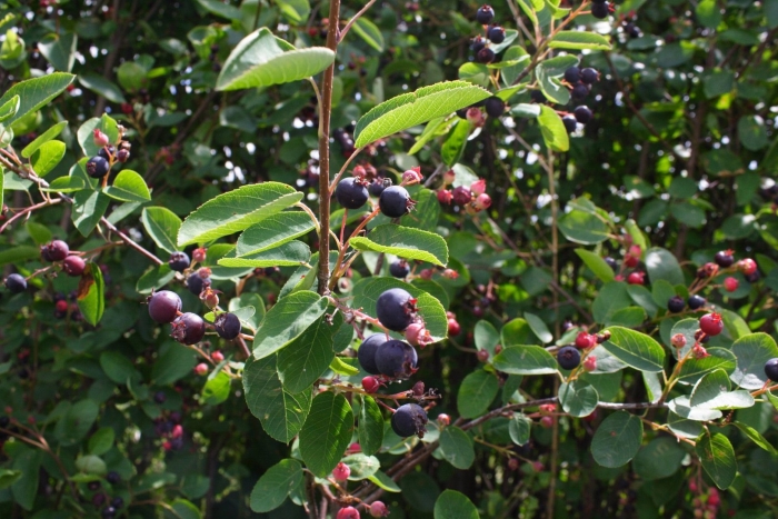 Ирга канадская куст