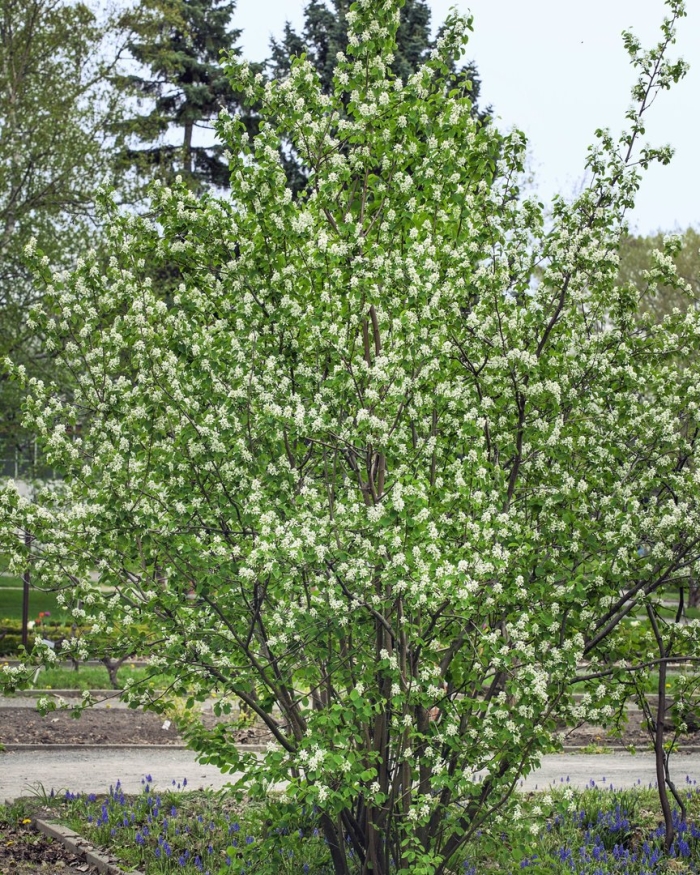 Ирга ольхолистная honeywood