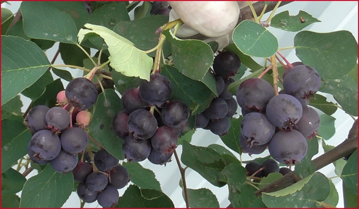 Ирга сорт тиссен