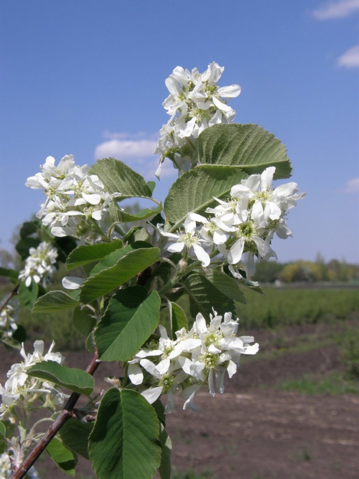 Ирга ольхолистная цветет