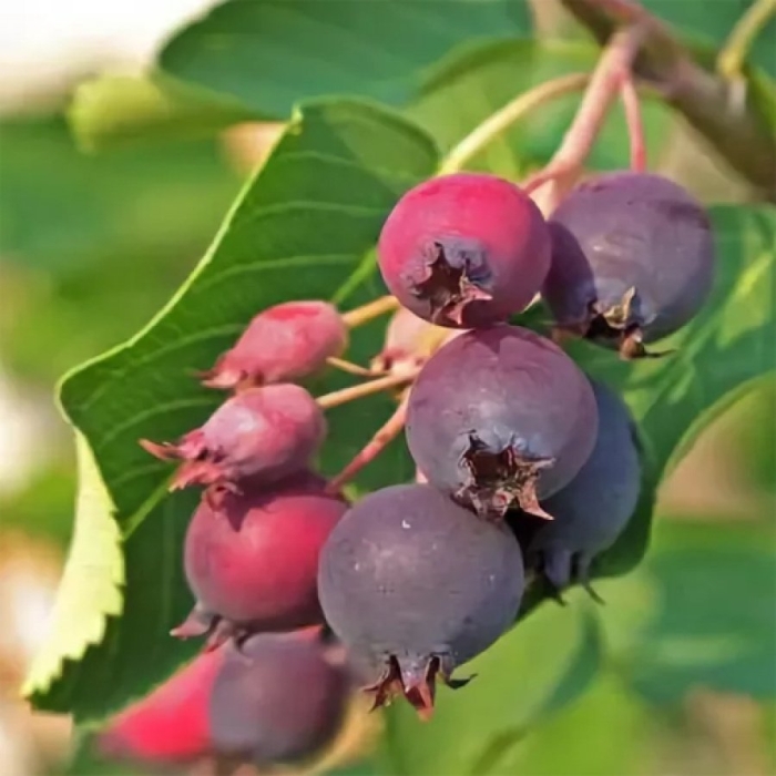 Ирга канадская слейт