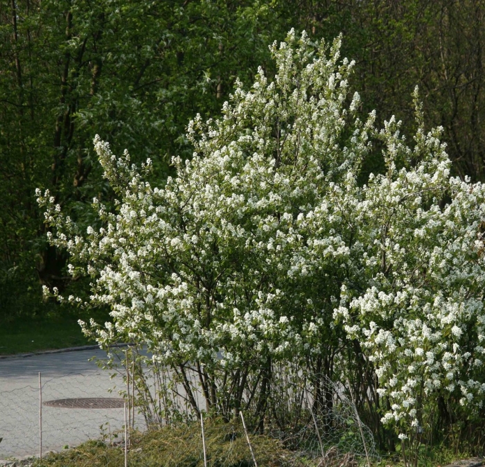 Ирга круглолистная (amelanchier ovalis)