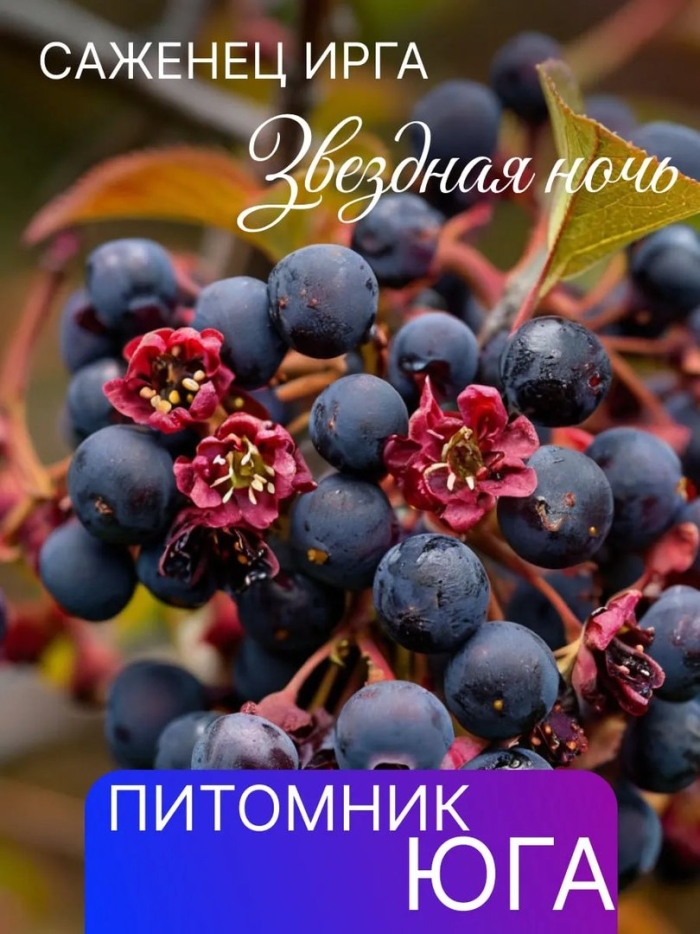 Ирга звездная ночь