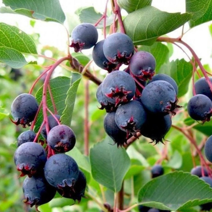 Ирга канадская (amelanchier canadensis)