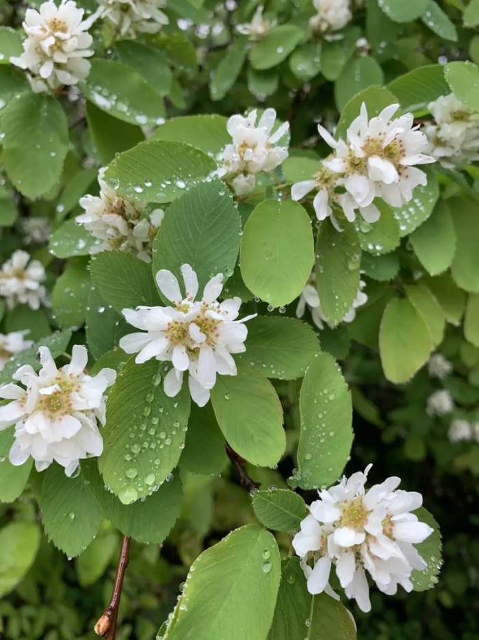 Ирга ольхолистная amelanchier alnifolia