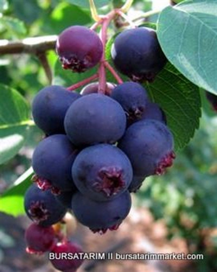 Ирга канадская мартин