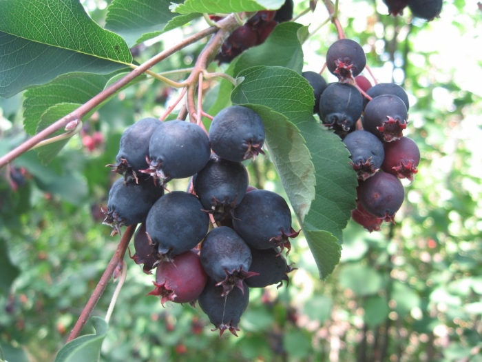 Ирга канадская тиссен