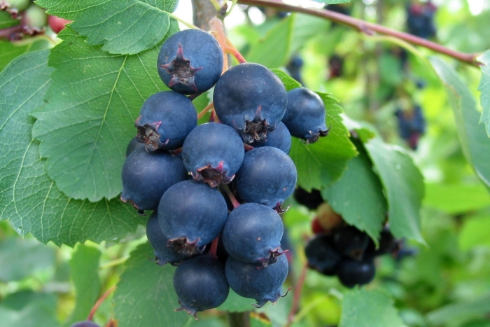 Ирга канадская слейт