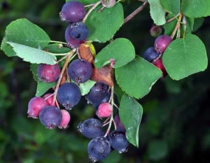 Ирга ольхолистная