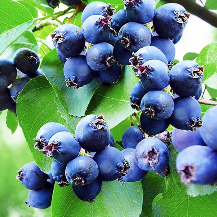 Ирга ольхолистная мартин