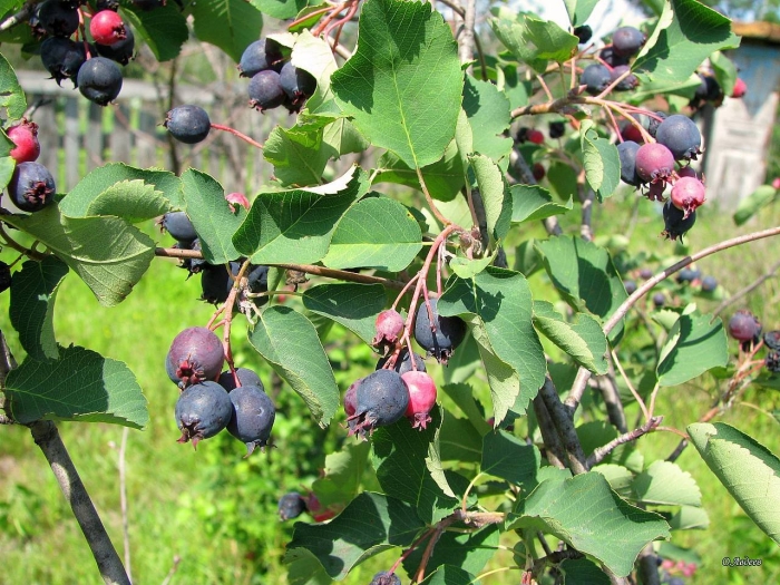 Ирга колосистая дерево