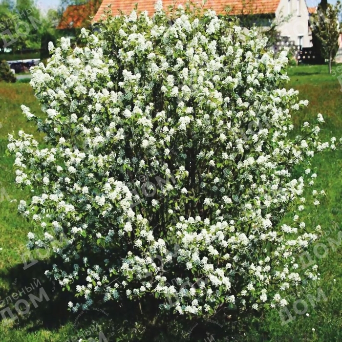 Чубушник снежная буря