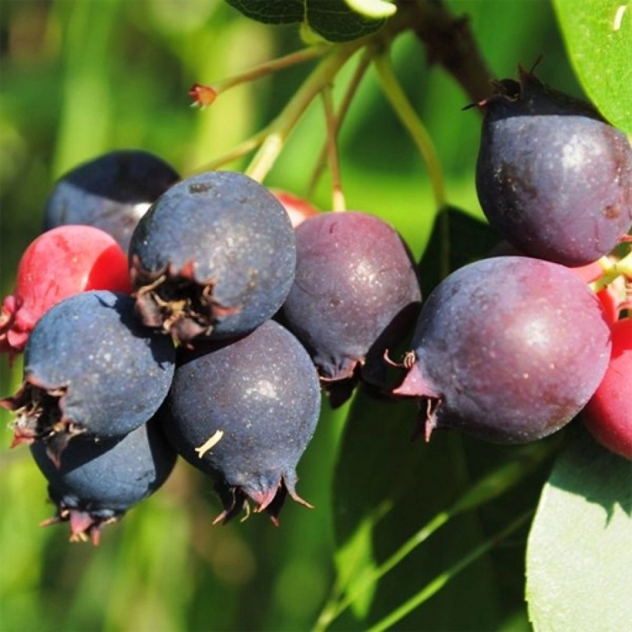 Ирга ольхолистная красноярская