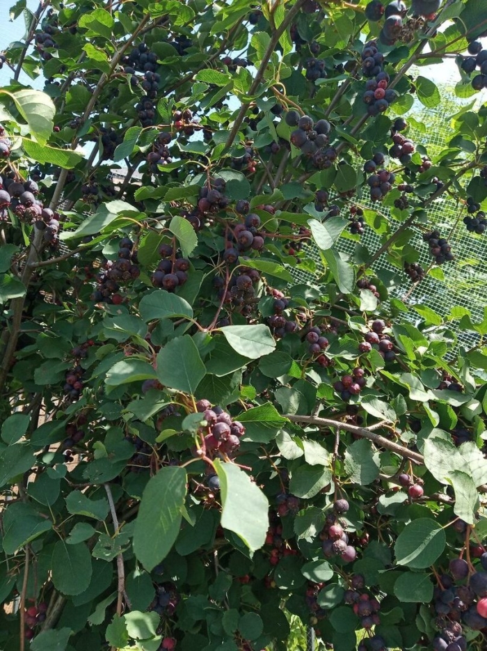 Ирга сортовая крупноплодная