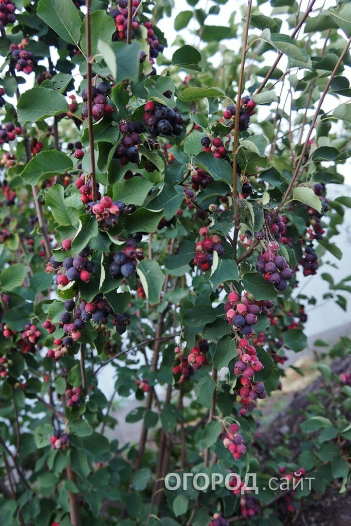 Ирга ягода куст