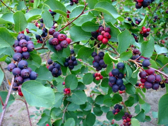 Ирга круглолистная