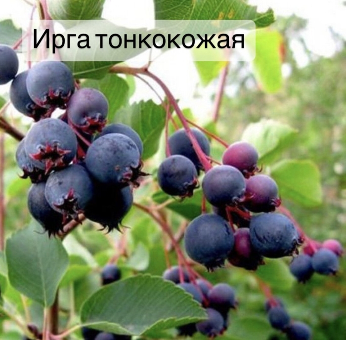 Ирга канадская ягоды