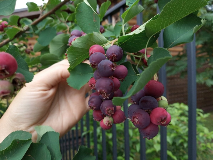 Ирга ольхолистная ханивуд