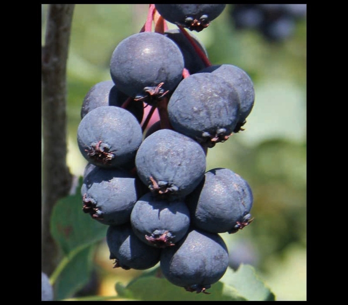 Ирга нортлайн описание сорта