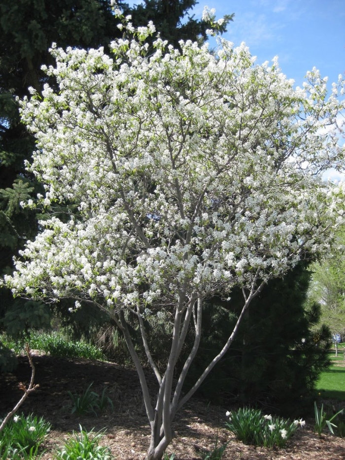 Ирга ламарка amelanchier lamarckii