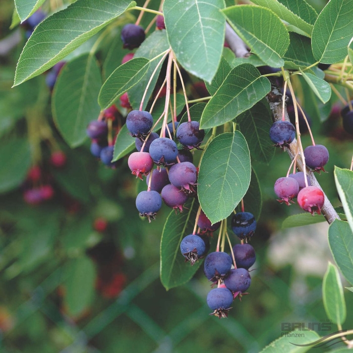 Ирга канадская дерево