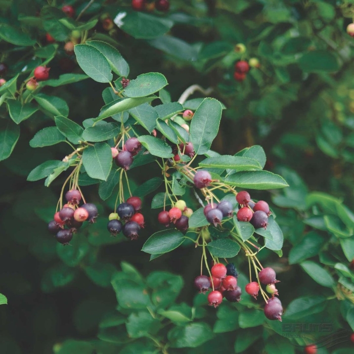 Ирга ольхолистная amelanchier alnifolia