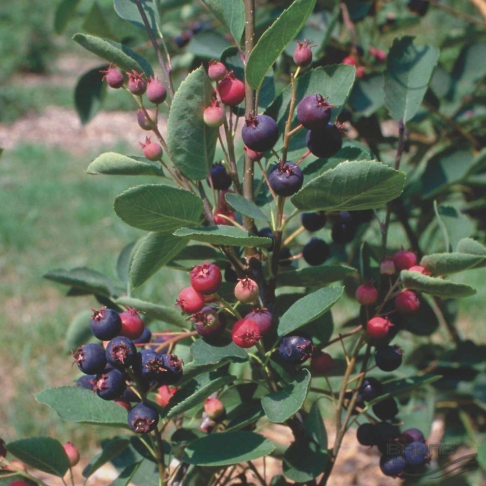 Ирга колосистая amelanchier spicata