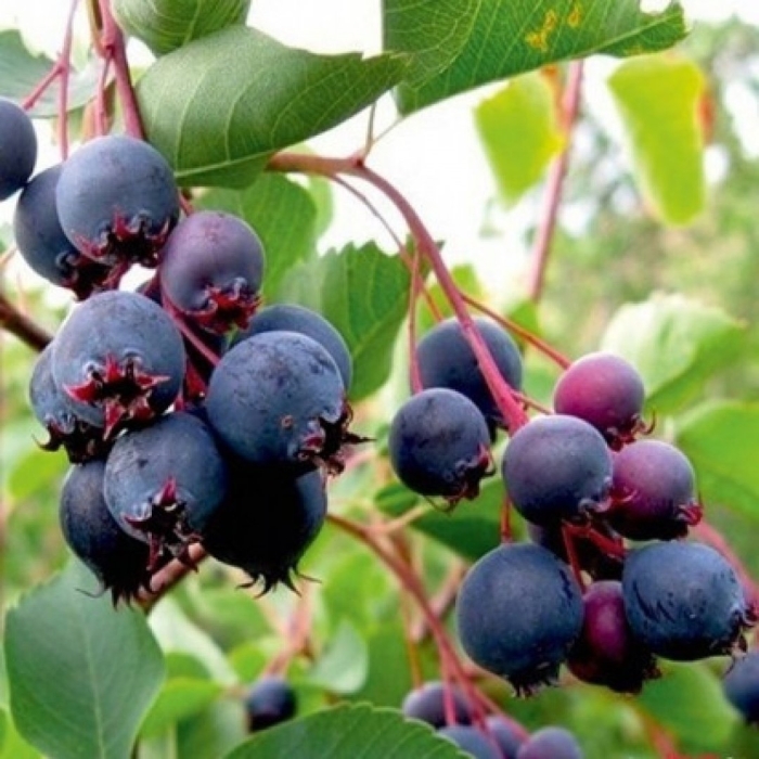 Ирга канадская