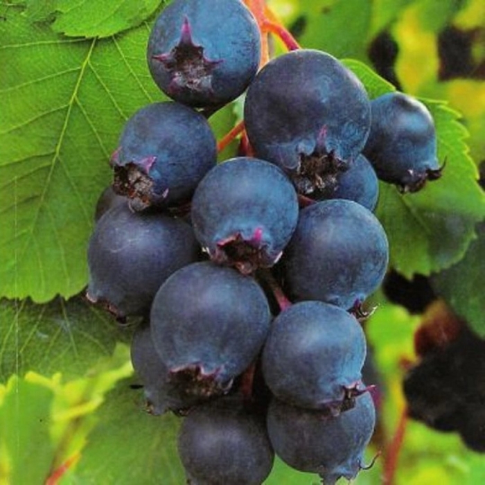 Ирга пембина