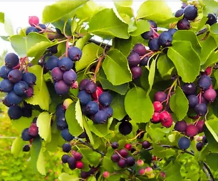 Ирга нортлайн