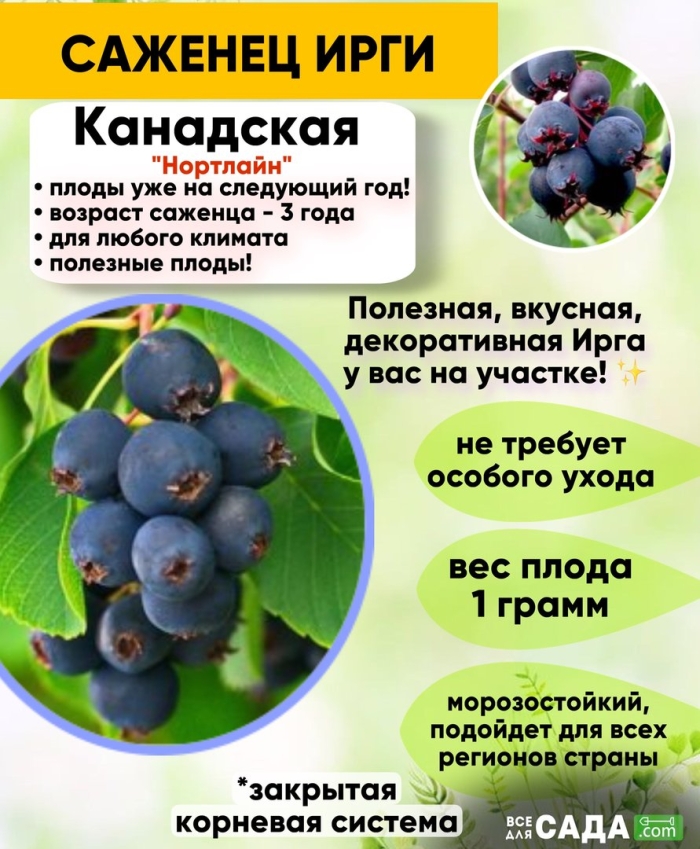 Саженец ирга канадская